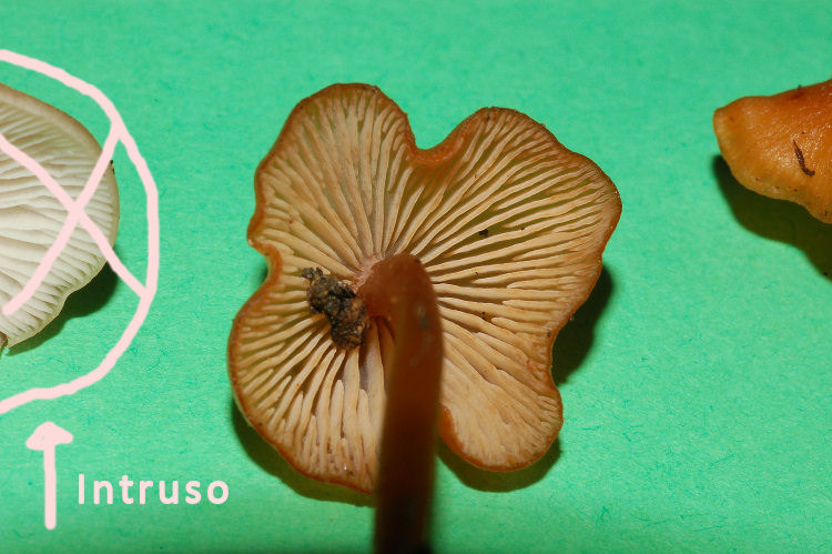 Forse un Tephrocybe?